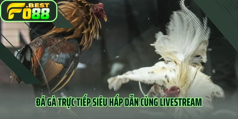 Đá gà trực tiếp siêu hấp dẫn cùng livestream đỉnh cao